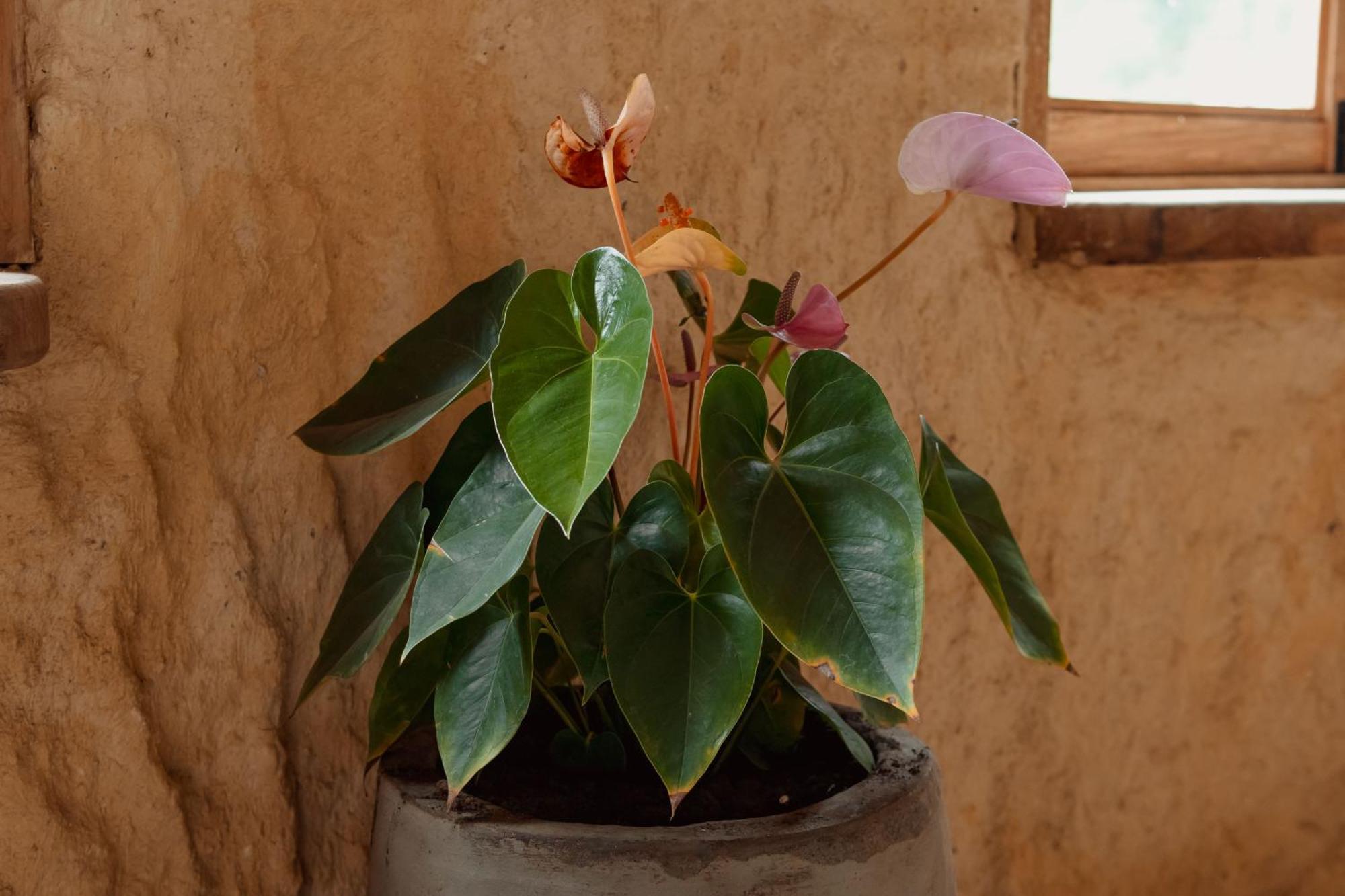 Hotel Pachamama Campestre Dosquebradas 外观 照片