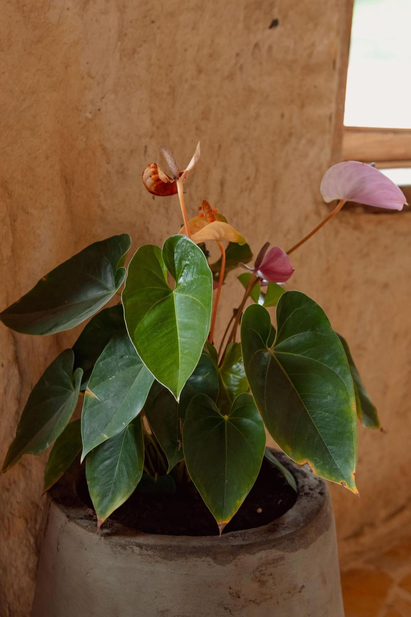 Hotel Pachamama Campestre Dosquebradas 外观 照片
